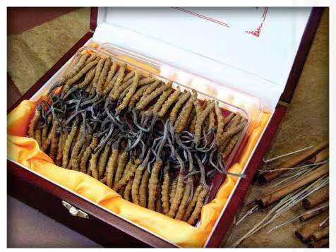 广河冬虫夏草回收